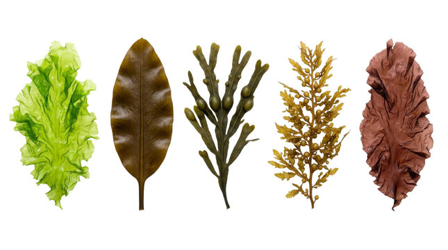 Collection of five different types of seaweed and algae on a white background