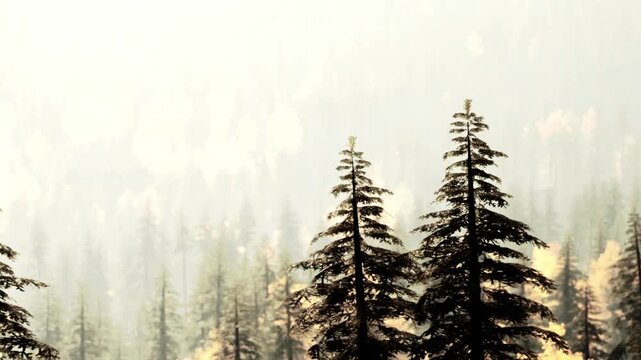 Pine trees rise in a dense forest, surrounded by fog. The morning light filters through the trees, creating soft shadows and a mystical atmosphere.