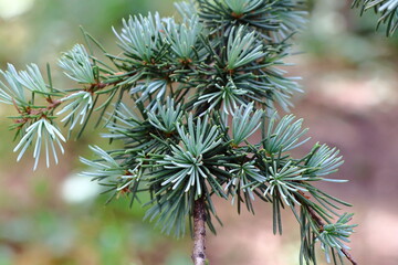 Himalayan cedar (Cedrus deodara) branch with clusters of blue-green needles against a softly blurred background. © Iuliia