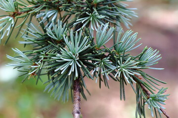 Close-up of Himalayan cedar (Cedrus deodara) branches with dense blue-green needles and a soft natural background. © Iuliia