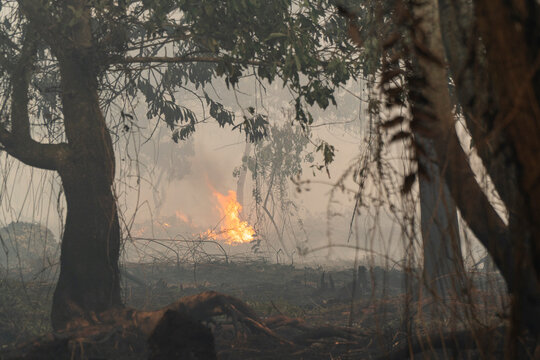 Tropical forest and peatland fire in West Kalimantan, Indonesia, highlighting wildfire risk, haze pollution, deforestation, and environmental crisis