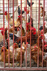 Rooster and Chickens in the chicken farm © nedomacki
