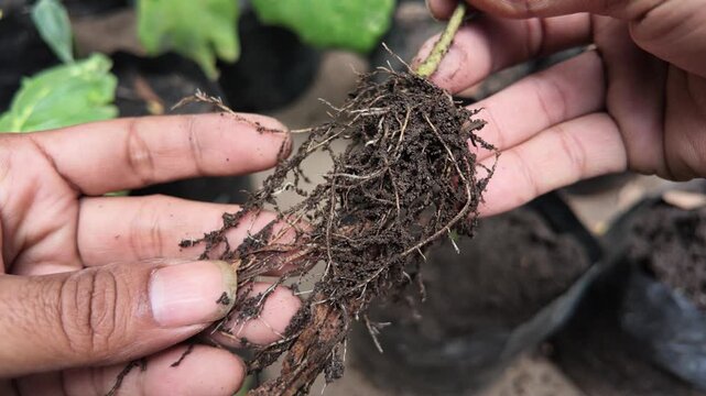 Hands holding plant roots.