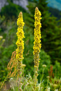 Verbascum nigrum, commonly known as dark mullein or black mullein. Close up of a dark mullein plant