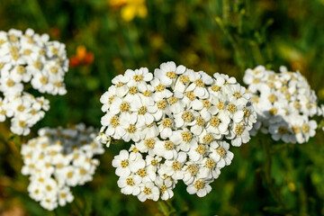 Yarrow (Achillea millefolium), a perennial herb often used in folk medicine to treat wounds and digestive issues. © nedomacki