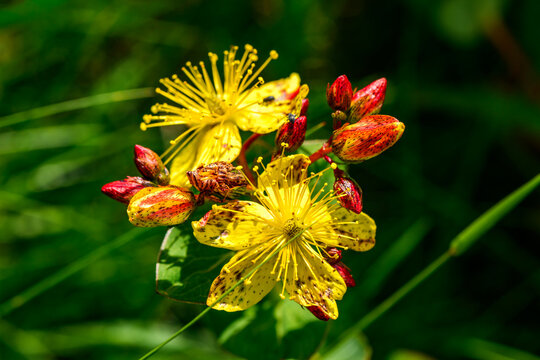 Hypericum, a genus of flowering plants known as St. John's wort.