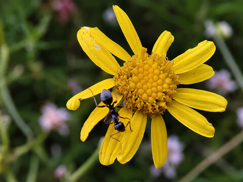 Ant on a Daisy