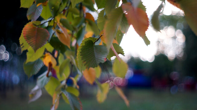 Natural background of fresh green plants and leaves with soft focus