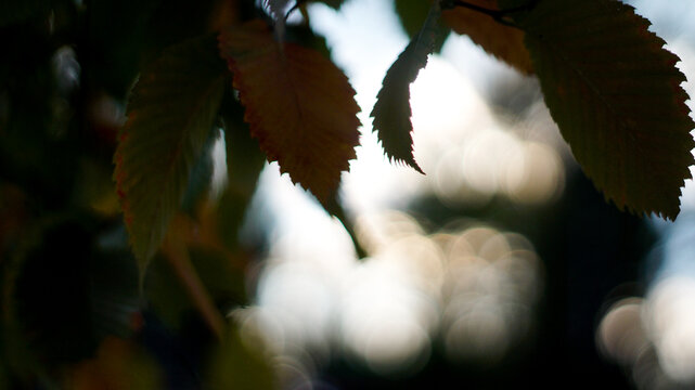 Natural background of fresh green plants and leaves with soft focus