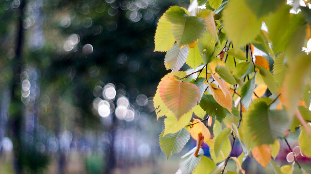 Natural background of fresh green plants and leaves with soft focus