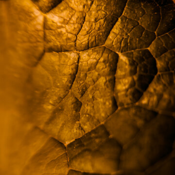 Close-up macro view of a leaf surface with detailed veins, organic cellular structure and warm golden-orange tones, photographed on June 14, 2026. Selective focus creates a dramatic abstract natural t