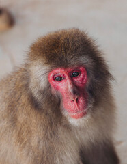 Japanese macaque monkey, Iwatayama Monkey Park, Arashiyama, western Kyoto, Japan, portrait closeup of Nihonzaru snow monkey with red face, blue sky background, troop of Macaca fuscata monkeys © tsuguliev