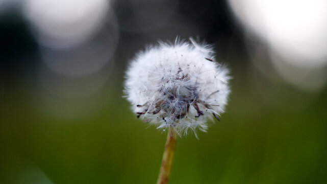 Natural background of fresh green plants and leaves with soft focus