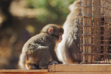 Japanese macaque monkey, Iwatayama Monkey Park, Arashiyama, western Kyoto, Japan, portrait closeup of Nihonzaru snow monkey with red face, blue sky background, troop of Macaca fuscata monkeys © tsuguliev