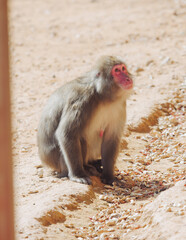 Japanese macaque monkey, Iwatayama Monkey Park, Arashiyama, western Kyoto, Japan, portrait closeup of Nihonzaru snow monkey with red face, blue sky background, troop of Macaca fuscata monkeys © tsuguliev