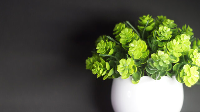 Natural background of fresh green plants and leaves with soft focus