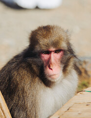 Japanese macaque monkey, Iwatayama Monkey Park, Arashiyama, western Kyoto, Japan, portrait closeup of Nihonzaru snow monkey with red face, blue sky background, troop of Macaca fuscata monkeys © tsuguliev