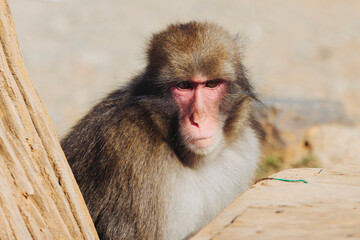 Japanese macaque monkey, Iwatayama Monkey Park, Arashiyama, western Kyoto, Japan, portrait closeup of Nihonzaru snow monkey with red face, blue sky background, troop of Macaca fuscata monkeys © tsuguliev
