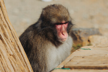 Japanese macaque monkey, Iwatayama Monkey Park, Arashiyama, western Kyoto, Japan, portrait closeup of Nihonzaru snow monkey with red face, blue sky background, troop of Macaca fuscata monkeys © tsuguliev