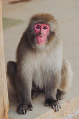 Japanese macaque monkey, Iwatayama Monkey Park, Arashiyama, western Kyoto, Japan, portrait closeup of Nihonzaru snow monkey with red face, blue sky background, troop of Macaca fuscata monkeys © tsuguliev