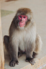 Japanese macaque monkey, Iwatayama Monkey Park, Arashiyama, western Kyoto, Japan, portrait closeup of Nihonzaru snow monkey with red face, blue sky background, troop of Macaca fuscata monkeys © tsuguliev
