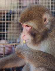 Japanese macaque monkey, Iwatayama Monkey Park, Arashiyama, western Kyoto, Japan, portrait closeup of Nihonzaru snow monkey with red face, blue sky background, troop of Macaca fuscata monkeys © tsuguliev