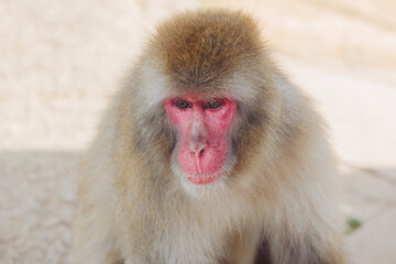 Japanese macaque monkey, Iwatayama Monkey Park, Arashiyama, western Kyoto, Japan, portrait closeup of Nihonzaru snow monkey with red face, blue sky background, troop of Macaca fuscata monkeys © tsuguliev