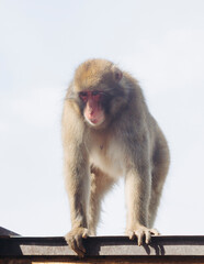 Japanese macaque monkey, Iwatayama Monkey Park, Arashiyama, western Kyoto, Japan, portrait closeup of Nihonzaru snow monkey with red face, blue sky background, troop of Macaca fuscata monkeys © tsuguliev