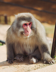 Japanese macaque monkey, Iwatayama Monkey Park, Arashiyama, western Kyoto, Japan, portrait closeup of Nihonzaru snow monkey with red face, blue sky background, troop of Macaca fuscata monkeys © tsuguliev