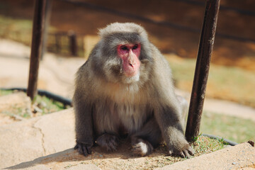 Japanese macaque monkey, Iwatayama Monkey Park, Arashiyama, western Kyoto, Japan, portrait closeup of Nihonzaru snow monkey with red face, blue sky background, troop of Macaca fuscata monkeys © tsuguliev