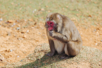 Japanese macaque monkey, Iwatayama Monkey Park, Arashiyama, western Kyoto, Japan, portrait closeup of Nihonzaru snow monkey with red face, blue sky background, troop of Macaca fuscata monkeys © tsuguliev