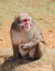 Japanese macaque monkey, Iwatayama Monkey Park, Arashiyama, western Kyoto, Japan, portrait closeup of Nihonzaru snow monkey with red face, blue sky background, troop of Macaca fuscata monkeys © tsuguliev