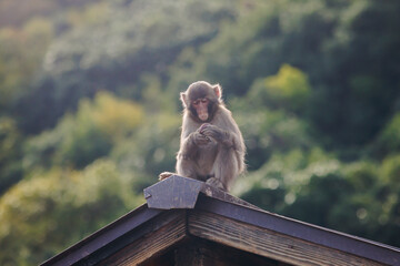 Japanese macaque monkey, Iwatayama Monkey Park, Arashiyama, western Kyoto, Japan, portrait closeup of Nihonzaru snow monkey with red face, blue sky background, troop of Macaca fuscata monkeys © tsuguliev