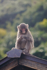 Japanese macaque monkey, Iwatayama Monkey Park, Arashiyama, western Kyoto, Japan, portrait closeup of Nihonzaru snow monkey with red face, blue sky background, troop of Macaca fuscata monkeys © tsuguliev