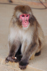 Japanese macaque monkey, Iwatayama Monkey Park, Arashiyama, western Kyoto, Japan, portrait closeup of Nihonzaru snow monkey with red face, blue sky background, troop of Macaca fuscata monkeys © tsuguliev