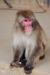 Japanese macaque monkey, Iwatayama Monkey Park, Arashiyama, western Kyoto, Japan, portrait closeup of Nihonzaru snow monkey with red face, blue sky background, troop of Macaca fuscata monkeys © tsuguliev