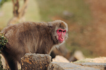 Japanese macaque monkey, Iwatayama Monkey Park, Arashiyama, western Kyoto, Japan, portrait closeup of Nihonzaru snow monkey with red face, blue sky background, troop of Macaca fuscata monkeys © tsuguliev