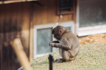 Japanese macaque monkey, Iwatayama Monkey Park, Arashiyama, western Kyoto, Japan, portrait closeup of Nihonzaru snow monkey with red face, blue sky background, troop of Macaca fuscata monkeys © tsuguliev