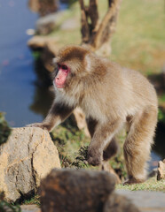 Japanese macaque monkey, Iwatayama Monkey Park, Arashiyama, western Kyoto, Japan, portrait closeup of Nihonzaru snow monkey with red face, blue sky background, troop of Macaca fuscata monkeys © tsuguliev