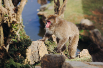Japanese macaque monkey, Iwatayama Monkey Park, Arashiyama, western Kyoto, Japan, portrait closeup of Nihonzaru snow monkey with red face, blue sky background, troop of Macaca fuscata monkeys © tsuguliev