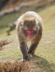 Japanese macaque monkey, Iwatayama Monkey Park, Arashiyama, western Kyoto, Japan, portrait closeup of Nihonzaru snow monkey with red face, blue sky background, troop of Macaca fuscata monkeys © tsuguliev