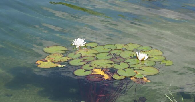 N&eacute;nuphars blancs ou nymph&eacute;a (Nymphaea alba delicata) flottant &agrave; la surface des eaux pures et calmes d'un bassin, bord&eacute;s de large feuilles vertes en forme de disques lisses 
