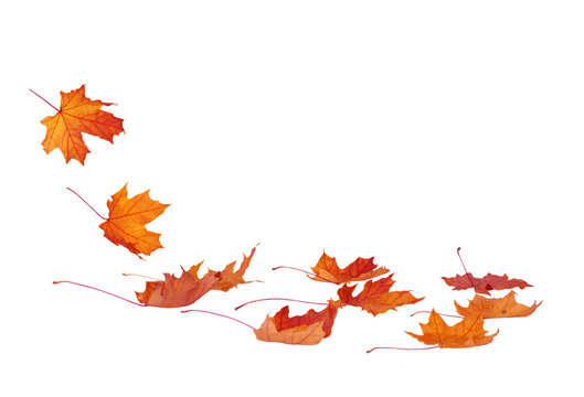 A  vibrant autumn maple leaves isolated on transparent background. Fall designs. Thanksgiving theme