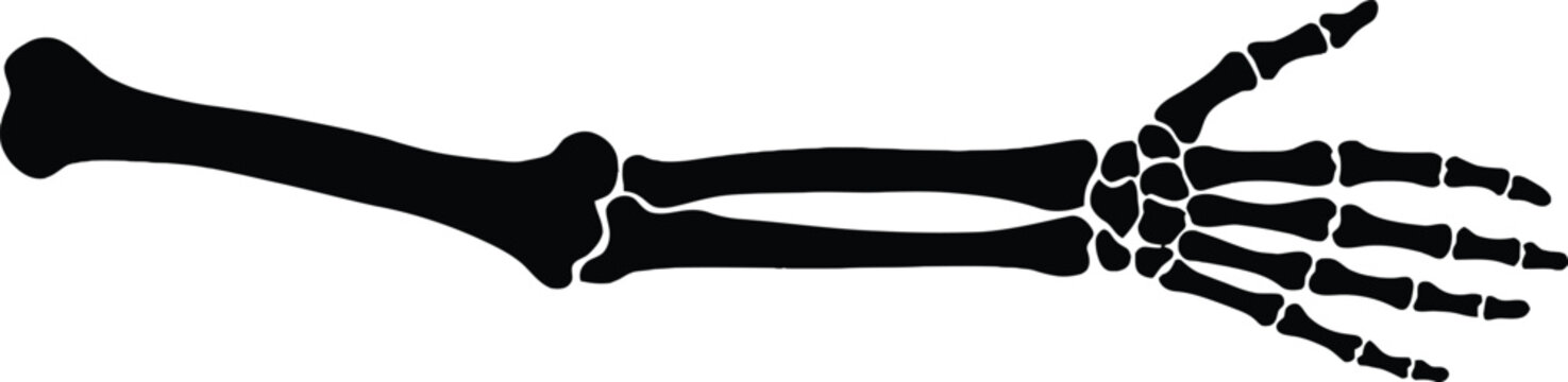 Detailed black silhouette of a human arm and hand skeleton isolated on a white background, for medical or, educational study purposes