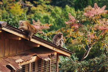 Japanese macaque monkey, Iwatayama Monkey Park, Arashiyama, western Kyoto, Japan, portrait closeup of Nihonzaru snow monkey with red face, blue sky background, troop of Macaca fuscata monkeys © tsuguliev