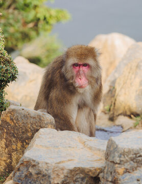 Japanese macaque monkey, Iwatayama Monkey Park, Arashiyama, western Kyoto, Japan, portrait closeup of Nihonzaru snow monkey with red face, blue sky background, troop of Macaca fuscata monkeys