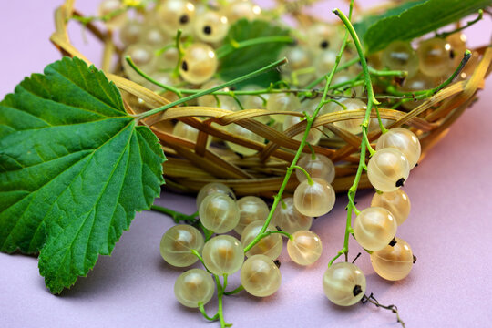 A view of a ripe white currant berry with a green leaf, bleached on a white background.
