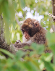 Japanese macaque monkey, Iwatayama Monkey Park, Arashiyama, western Kyoto, Japan, portrait closeup of Nihonzaru snow monkey with red face, blue sky background, troop of Macaca fuscata monkeys © tsuguliev