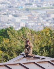 Japanese macaque monkey, Iwatayama Monkey Park, Arashiyama, western Kyoto, Japan, portrait closeup of Nihonzaru snow monkey with red face, blue sky background, troop of Macaca fuscata monkeys © tsuguliev