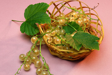 A view of a ripe white currant berry with a green leaf, bleached on a white background. © PhotoFed
